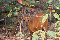 Muntjac deer (Muntiacus muntjak) in undergrowth. Jim Corbett National Park, Uttarakhand, India.