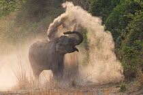 RF-Asian elephant (Elephas maximus) dust bathing. Jim Corbett National Park, Uttarakhand, India. (This image may be licensed either as rights managed or royalty free)
