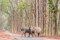 Asian elephant (Elephas maximus), two crossing a walkway through Sal (Shorea robusta) forest. Jim Corbett National Park, Uttarakhand, India.