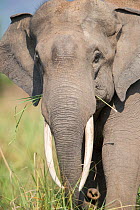 Asian elephant (Elephas maximus) feeding, portrait. Jim Corbett National Park, Uttarakhand, India.