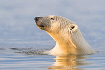 RF-Polar bear (Ursus maritimus) swimming in Beaufort Sea, portrait. Near Kaktovik, Arctic National Wildlife Refuge, Alaska, USA. September. (This image may be licensed either as rights managed or roya...