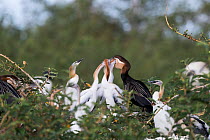 African darter (Anhinga rufa) feeding chicks at nest. Lake Ziway, Rift Valley, Ethiopia.
