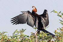 African darter (Anhinga rufa) drying plumage with wings spread, perched on tree. Lake Ziway, Rift Valley, Ethiopia.