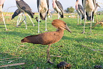 Hamerkop (Scopus umbretta), legs of Marabou stork (Leptoptilos crumenifer) in background. Lake Ziway, Rift Valley, Ethiopia.