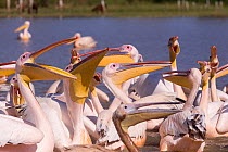 Great white pelican (Pelecanus onocrotalus) group waiting for fish remains to be thrown by fishermen. Lake Ziway, Rift Valley, Ethiopia.