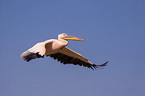 Great white pelican (Pelecanus onocrotalus) in flight. Lake Ziway, Rift Valley, Ethiopia.