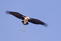 Africa, Ethiopia, Rift Valley, Ziway lake, Marabou stork (Leptoptilos crumenifer), in flight Lake Ziway, Rift Valley, Ethiopia.