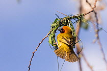 RF-Village weaver (Ploceus cucullatus) male building nest. Lake Ziway, Rift Valley, Ethiopia. (This image may be licensed either as rights managed or royalty free)