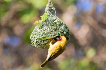 Village weaver (Ploceus cucullatus) building nest. Lake Ziway, Rift Valley, Ethiopia.