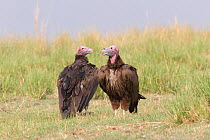 Lappet-faced vulture (Torgos tracheliotos), two in grassland. Chobe National Park, Botswana.