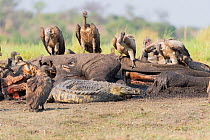 African vulture (Gyps africanus) group and Nile crocodile (Crocodylus niloticus) feeding on African elephant (Loxodonta africana) carcass. Elephant killed by anthrax. Chobe National Park, Botswana.