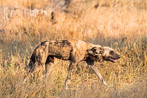 African hunting dog (Lycaon pictus) stalking. Moremi Game Reserve, Bostwana.