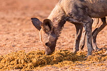 African hunting dog (Lycaon pictus) sniffing and eating dung. Moremi Game Reserve, Bostwana, Africa.