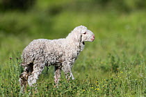 Newborn lamb standing in Bashang Grassland. Zhangjiakou, Hebei Province, Inner Mongolia, China.