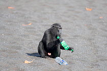 Celebes crested macaque (Macaca nigra) holding plastic bottle, on black sand beach. Tangkoko National Park, Sulawesi, Indonesia.