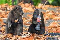 Celebes crested macaque (Macaca nigra), two sitting amongst leaves, one holding plastic bottle. Tangkoko National Park, Sulawesi, Indonesia. 2018.