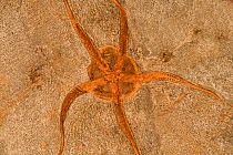 Fossil Brittle Starfish (Ophioetra lithographica), Upper Jurassic, 140 million years ago, Solnhofen, Germany.