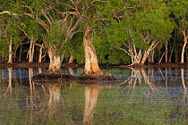 Paper bark trees (Maleleuca sp) on a lagoon behind the dunes at Running Creek. Queensland, Australia.