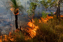 Bushfire and grass trees along the Peninsula Development Road on Cape York south of the Archer River Roadhouse. Cape York Peninsula, Queensland, Australia. September 2012