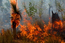 Bushfire and grass trees along the Peninsula Development Road on Cape York south of the Archer River Roadhouse. Cape York Peninsula, Queensland, Australia. September 2012