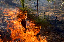 Bushfire and grass trees along the Peninsula Development Road on Cape York south of the Archer River Roadhouse. Cape York Peninsula, Queensland, Australia.