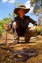 Australian Wildlife Conservancy biologist Eridani Mulder handles a venomous Brown-headed Snake (Furina tristis), Piccaninny Plains Sanctuary, Cape York Peninsula, Queensland, Australia. September 2012