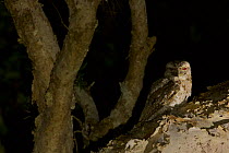 Papuan frogmouth (Podargus papuensis) hunting in the paperbark trees in the gallery forest along the Archer River. Piccaninny Plains Sanctuary, Cape York Peninsula, Queensland, Australia