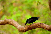 Magnificent riflebird (Ptiloris magnificus alberti) male, on his display perch in "groveling" position attempting to lure female to perch.  Piccaninny Plains Sanctuary,  Cape York Peninsula, Queen...