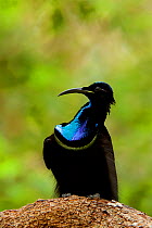 Magnificent riflebird (Ptiloris magnificus alberti) male on display perch, Piccaninny Plains Sanctuary, Cape York Peninsula, Queensland, Australia