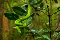 Green Python (Morelia viridis) in the rain forest, Iron Range National Park. Cape York Peninsula, Queensland, Australia