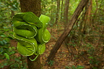 Green Python (Morelia viridis) in the rain forest of Iron Range National Park. Cape York Peninsula Queensland, Australia