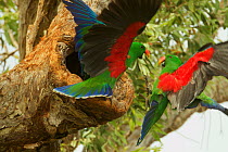Eclectus parrot (Eclectus roratus) two males arrive at a nest cavity at the same time, both to provision the female within. Iron Range National Park, Cape York Peninsula, Queensland, Australia