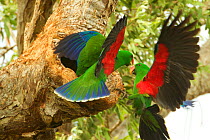 Eclectus parrot (Eclectus roratus) two males arrive at a nest cavity at the same time, both to provision the female within. Iron Range National Park, Cape York Peninsula, Queensland, Australia