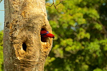 Eclectus Parrot (Eclectus roratus) female peering out from her nest cavity. Iron Range National Park, Cape York Peninsula, Queensland, Australia.