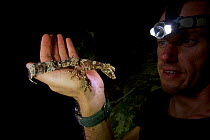 Herpetologist Conrad Hoskin holds a brand new species of Leaf-tailed gecko (Saltuarius eximius) shortly after his discovery in the pockets of rainforest in boulder fields, Cape Melville Range, Cape Me...
