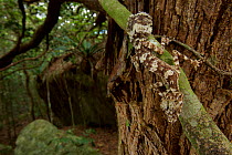 A new species of Leaf-tailed gecko (Saltuarius eximius) sits on a tree trunk in the patches of rainforest on the top of the boulder fields of the Cape Melville Range. Cape Melville National Park, Cape...