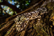New species of Leaf-tailed Gecko (Saltuarius eximius) sitting  on a tree trunk in the patches of rainforest on the top of the boulder fields of the Cape Melville Range. Cape Melville National Park, Ca...