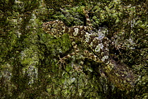 Leaf-tailed Gecko (Saltuarius eximius) new species, blends in perfectly on a boulder. Cape Melville Range, Cape Melville National Park, Cape York Peninsula, Queensland, Australia.