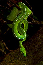 Green Python (Morelia virdis) in a typical nocturnal hunting pose. Iron Range National Park, Cape York Peninsula, Australia