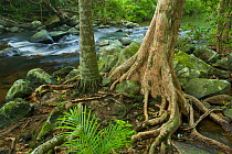 Palm tree and large buttresses tree line a boulder strewn rainforest river with small cascade. Iron Range National Park, Cape York Peninsula, Australia