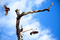 Galah (Cacatua roseicapilla) group taking off from dead tree, Cape York Peninsula, Queensland, Australia.