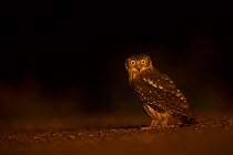 Barking Owl (Ninox connivens) on ground at night, Cape York Peninsula, Queensland, Australia.