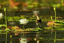 Comb-crested Jacana (Irediparra gallinacea) adult transporting young under his wings among Giant Water Lilies (Nymphaea gigantea) in billabong (pond) Cape York Peninsula, Queensland, Australia.