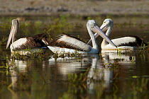 Australian pelican (Pelecanus conspicillatus) Lotusbird Billabong, Cape York Peninsula, Queensland, Australia