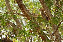 Papuan Frogmouth (Podargus papuensis) Lotusbird Billabong, Cape York Peninsula, Queensland, Australia.