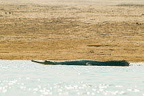 Gharial (Gavialis gangeticus) on the shores of Chambal river, National Chambal Sanctuary, Uttar Pradesh, India. Critically endangered.