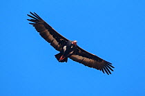 Red-headed vulture (Sarcogyps calvus) in flight, Ranthambhore National Park, Rajasthan, India. Critically endangered.
