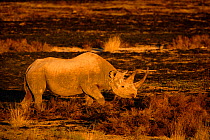Black rhinoceros (Diceros bicornis) grazing in Etosha Pan shores at sunset, Etosha National Park, Namibia, October. Critically endangered.