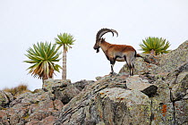 Walia ibex (Capra walie) male with Giant lobelia (Lobelia rhynchopetalum) at around 4,400 meters near Bwahit Pass, Simien Mountains National Park, Amhara, Ethiopia, September.