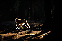 Barbary macaque (Macaca sylvanus) in the cedar and oak forests of the Moyen Atlas, Morocco, December